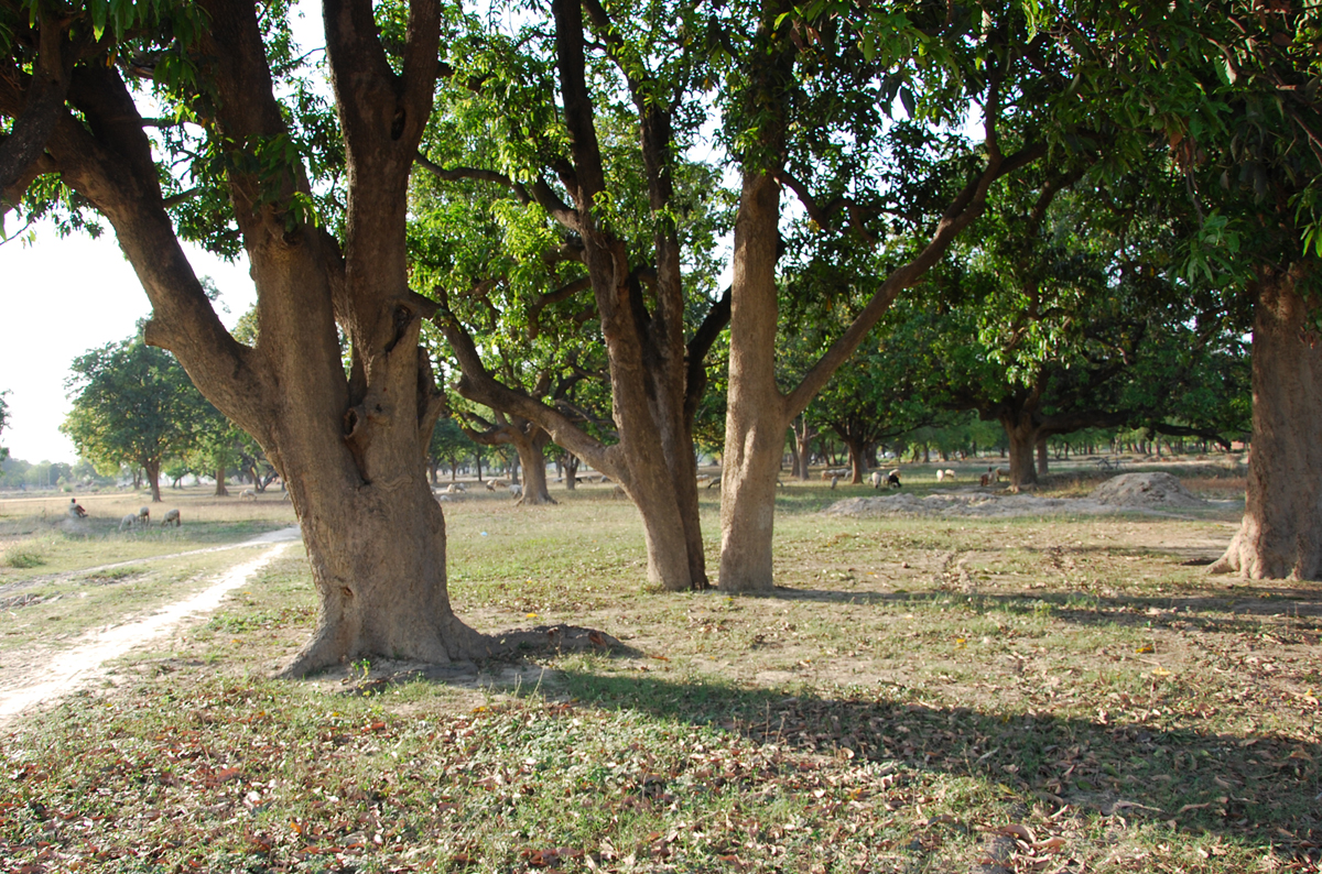 Mango Tree Garden en de architect
