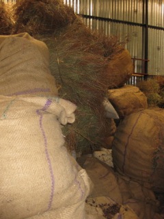 Gedroogde planten in het opslag centrum