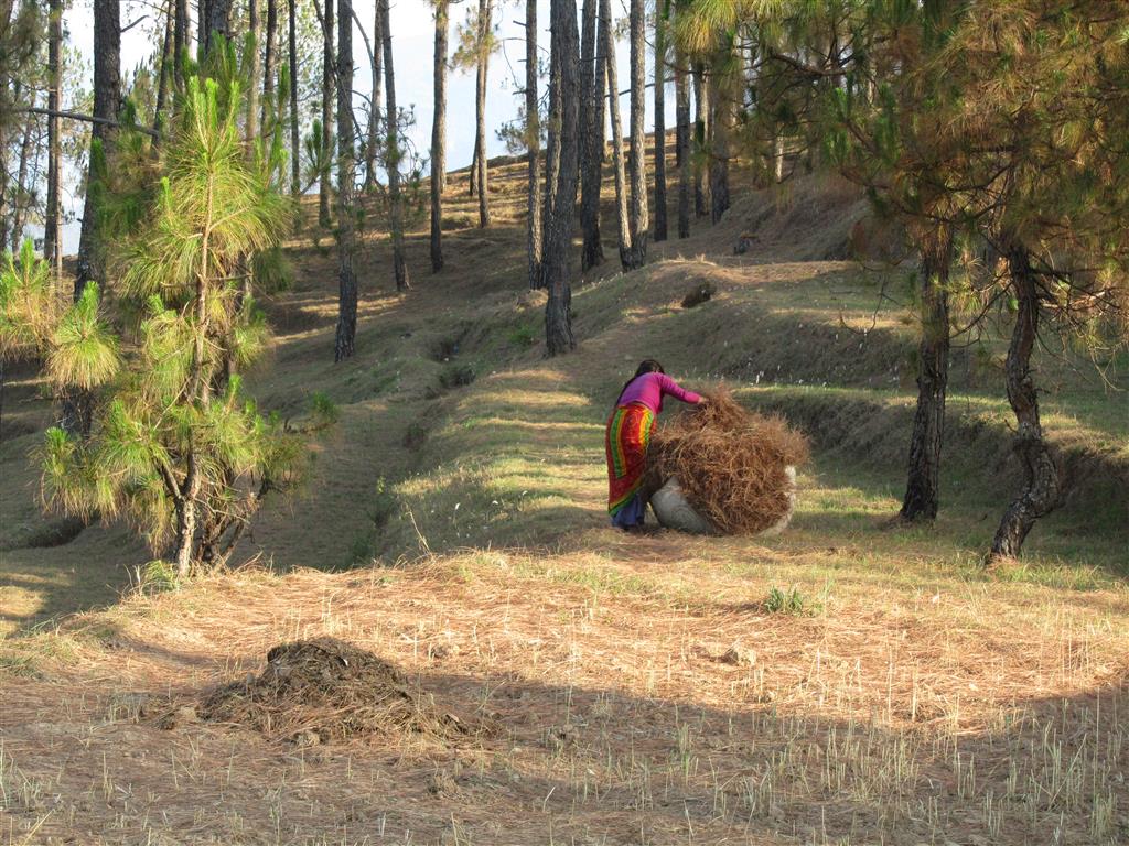 Avani: innovative with 100% natural ingredients from the Himalayas