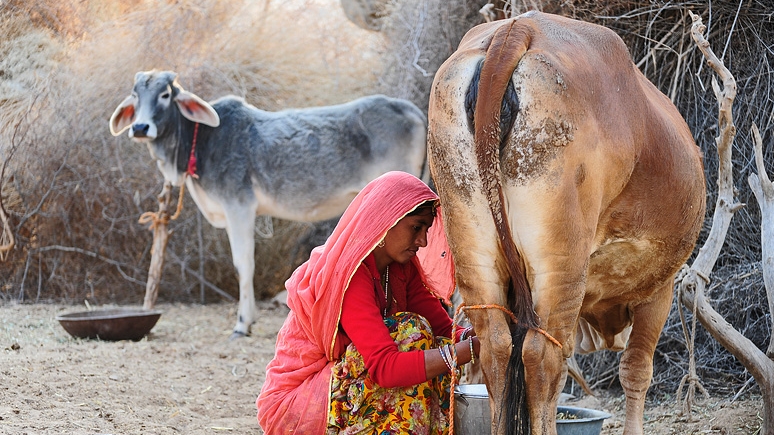 Market challenges for fresh milk in Nagapattinam