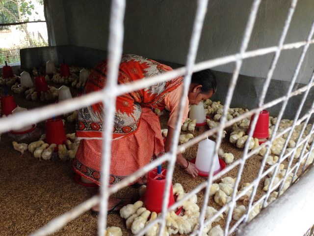Creating employment for female farmers in poultry