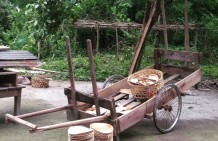 Tambul, a generous tree in the northeast, generates rural employment