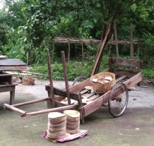 Tambul, a generous tree in the northeast, generates rural employment