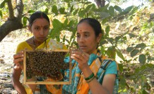 Cross pollination improves crop yield and involves more female famers