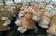 Mushrooms and cow dung make women self-sufficient