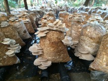 Mushrooms and cow dung make women self-sufficient
