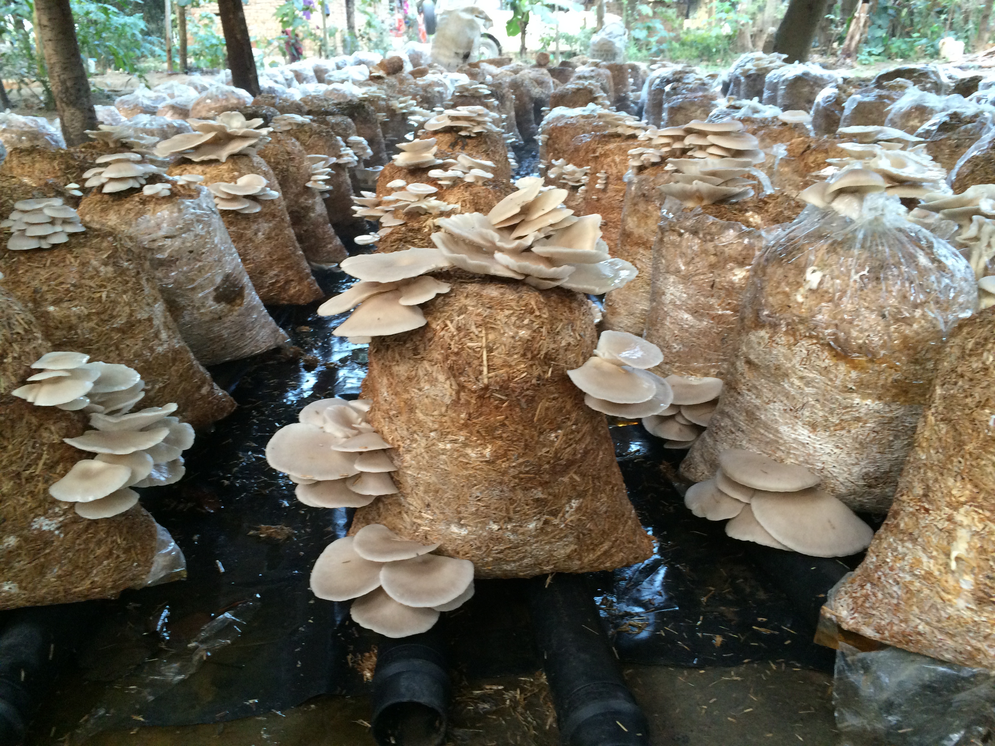 Mushrooms and cow dung make women self-sufficient