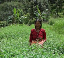 Natural dyes from the Himalayas create jobs for women