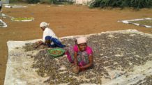 Sweet oranges source of income for rural women