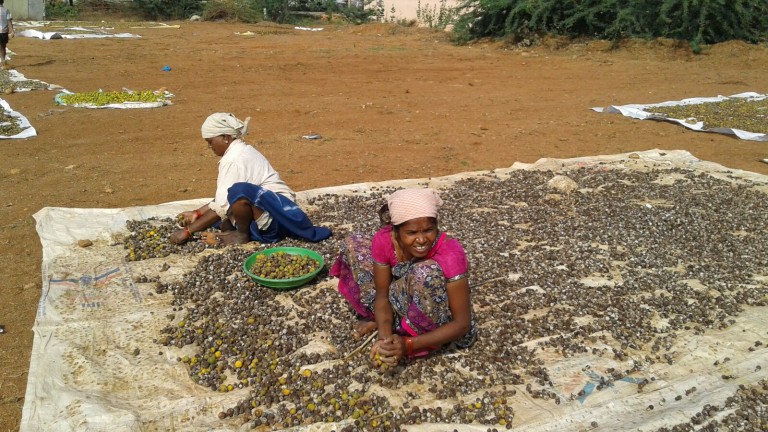 Sweet oranges source of income for rural women
