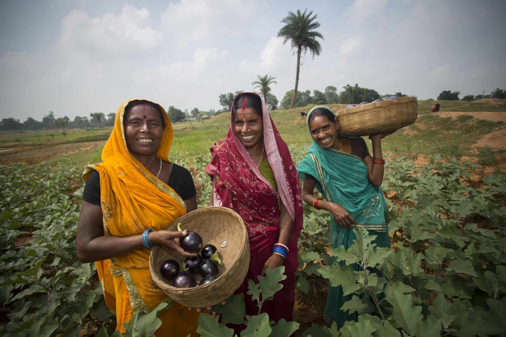 Reinventing the vegetable supply chain