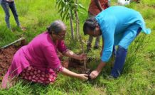 Planting saplings to compensate global footprint