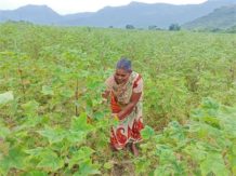 Regenerative farming increases income Manchala Gangamma