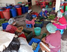 Meira Foods continues mango processing to secure income for farmers