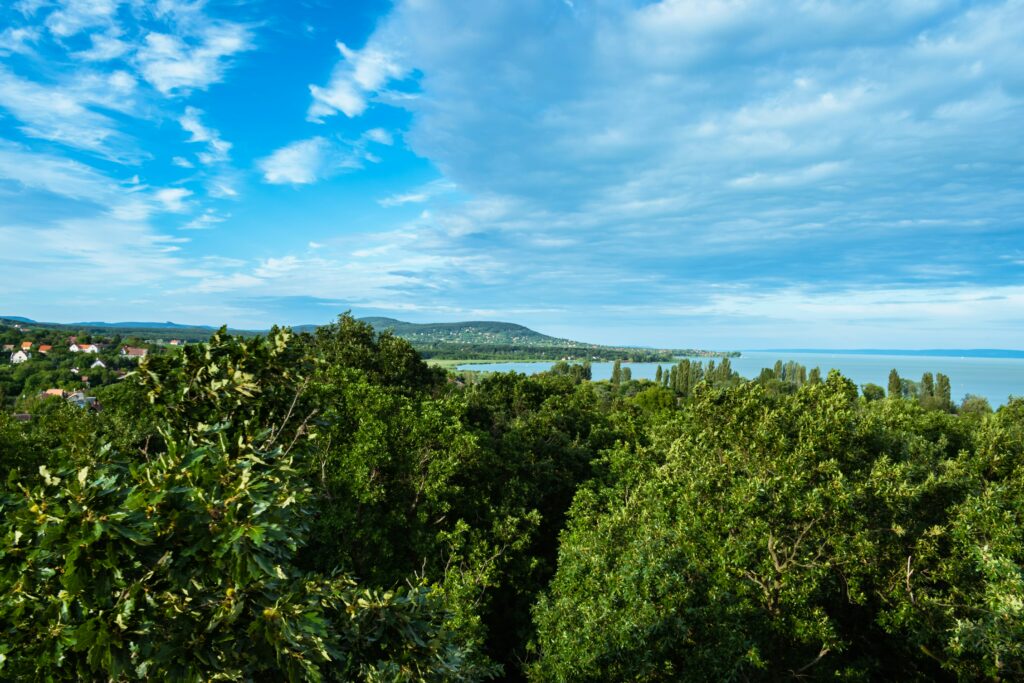 view from the top of a forest of a bay with mountains behind it and a blue sky