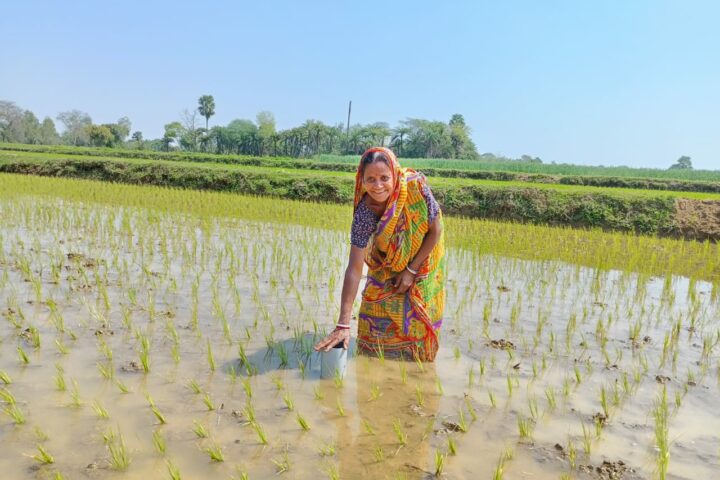 Rural Indian woman farmer working in field that uses the Alternate Wetting and Drying (AWD) water management technique