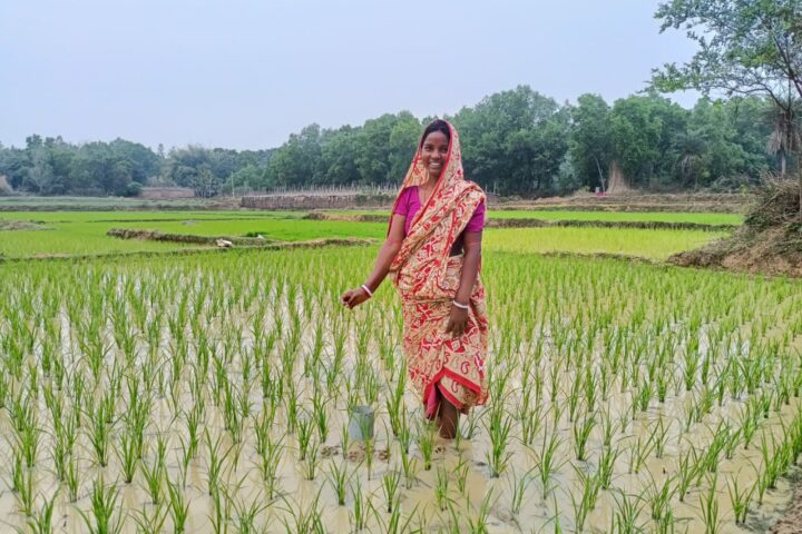 Rural Indian woman farmer working in field that uses the Alternate Wetting and Drying (AWD) water management technique